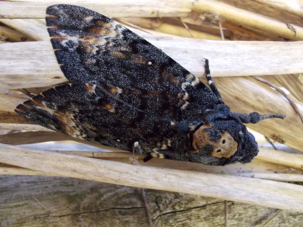 Acherontia atropos